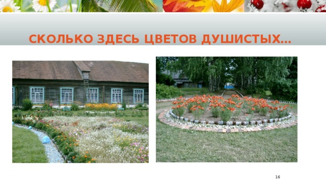 Сколько здесь цветов душистых…   
