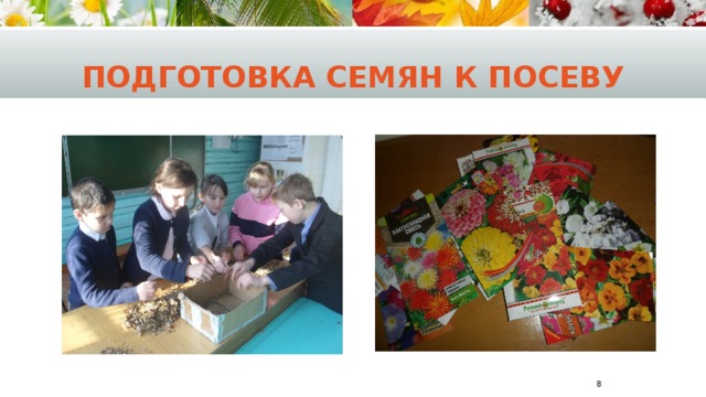 Подготовка семян к посеву  