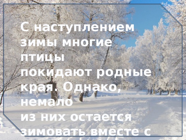 С наступлением зимы многие птицы покидают родные края. Однако, немало из них остается зимовать вместе с нами… 