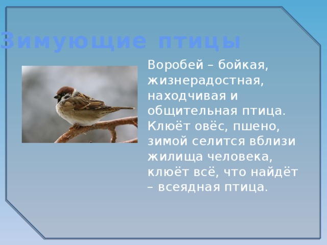 Зимующие птицы Воробей – бойкая, жизнерадостная, находчивая и общительная птица. Клюёт овёс, пшено, зимой селится вблизи жилища человека, клюёт всё, что найдёт – всеядная птица. 