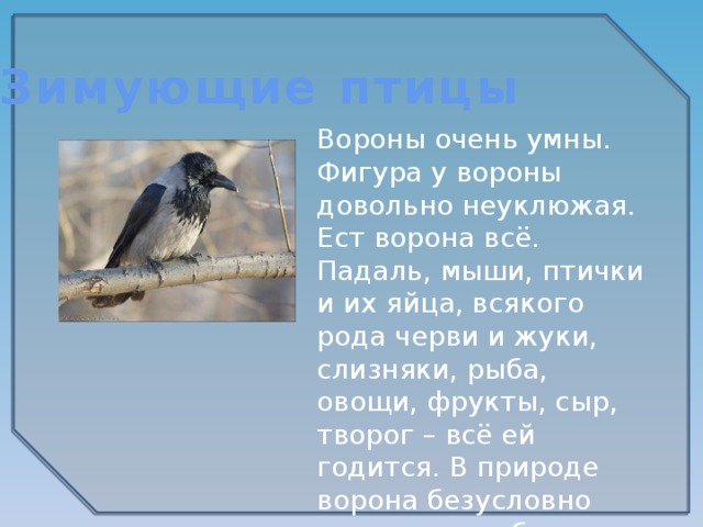 Зимующие птицы Вороны очень умны. Фигура у вороны довольно неуклюжая. Ест ворона всё. Падаль, мыши, птички и их яйца, всякого рода черви и жуки, слизняки, рыба, овощи, фрукты, сыр, творог – всё ей годится. В природе ворона безусловно полезна, но вблизи человеческого жилья становится воровкой. 