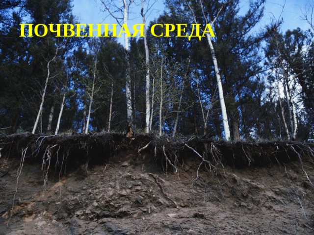 ПОЧВЕННАЯ СРЕДА 