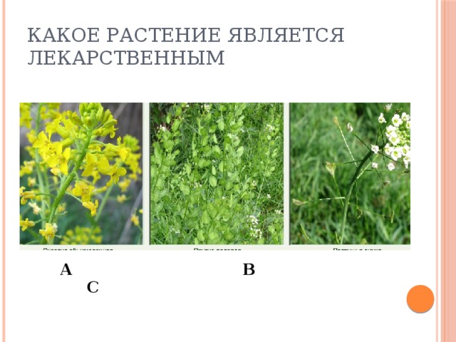 Какое растение является лекарственным А В С 