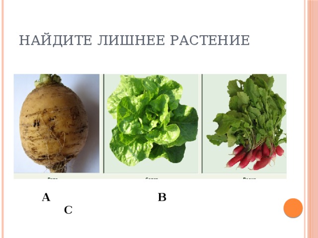 Найдите лишнее растение А В С 