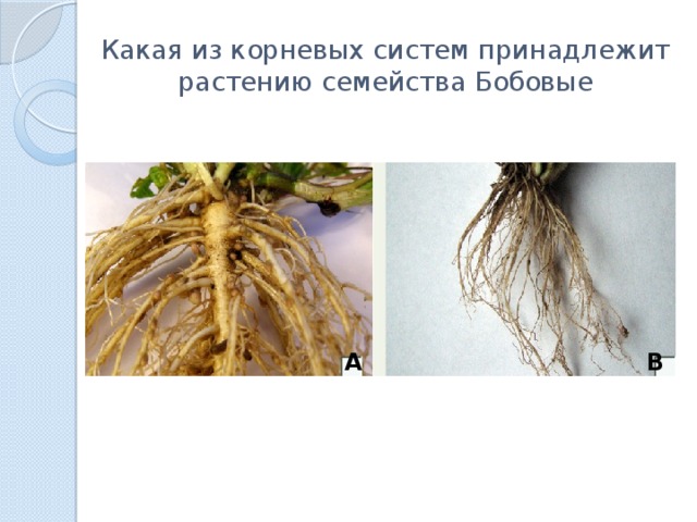Какая из корневых систем принадлежит растению семейства Бобовые А В 