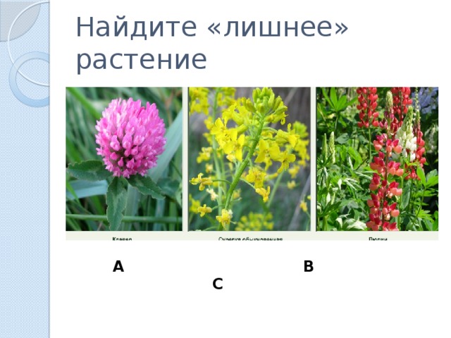 Найдите «лишнее» растение А В С 