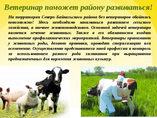 Ветеринар поможет району развиваться! На территории Северо-Байкальского района без ветеринаров обойтись невозможно! Здесь необходимо заниматься развитием сельского хозяйства, а точнее животноводством. Основной задачей ветеринара является лечение животных. Также в его обязанности входит выполнение профилактических мероприятий. Ветеринары принимают у животных роды, делают прививки, проводят стерилизацию или осеменение. Осуществляют представители этой профессии и контроль за использованием разного рода химикатов при выращивании предназначенных для кормления животных культур.  