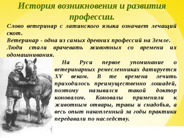 История возникновения и развития профессии. Слово ветеринар с латинского языка означает лечащий скот. Ветеринар - одна из самых древних профессий на Земле. Люди стали врачевать животных со времени их одомашнивания.   На Руси первое упоминание о ветеринарных ремесленниках датируется XV веком. В те времена лечить приходилось преимущественно лошадей, поэтому назывался такой доктор коновалом. Коновалы применяли к животным отвары, травы и снадобья, а весь опыт накопленный за годы практики передавали по наследству.  