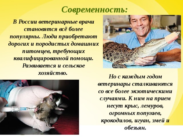 Современность: В России ветеринарные врачи становятся всё более популярны. Люди приобретают дорогих и породистых домашних питомцев, требующих квалифицированной помощи. Развивается и сельское хозяйство. Но с каждым годом ветеринары сталкиваются со все более экзотическими случаями. К ним на прием несут крыс, лемуров, огромных попугаев, крокодилов, игуан, змей и обезьян.  