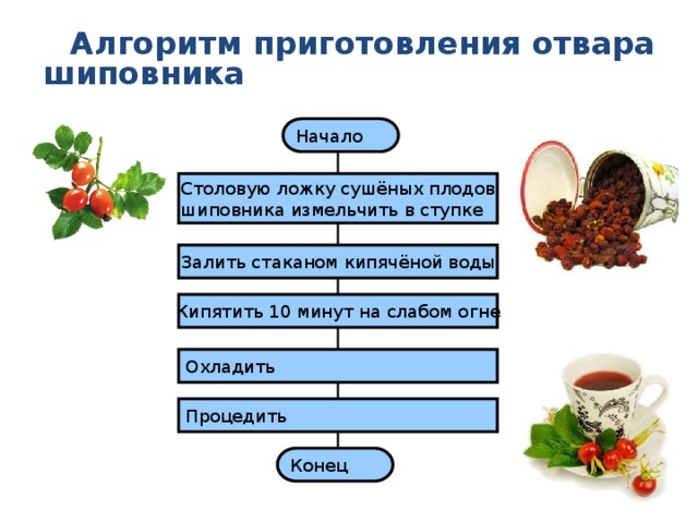 Алгоритм приготовления отвара шиповника Начало Столовую ложку сушёных плодов шиповника измельчить в ступке Залить стаканом кипячёной воды Кипятить 10 минут на слабом огне Охладить Процедить Конец 