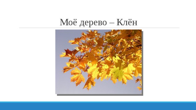Моё дерево – Клён 