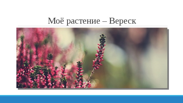 Моё растение – Вереск 