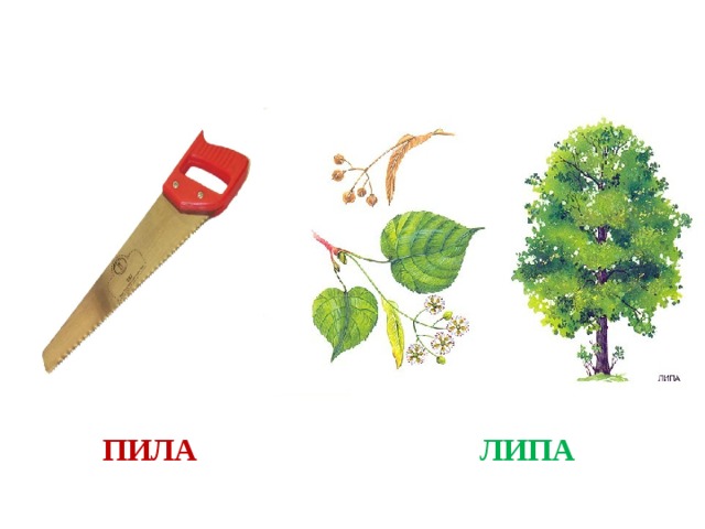ЛИПА ПИЛА 