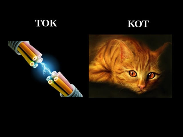    КОТ ТОК 