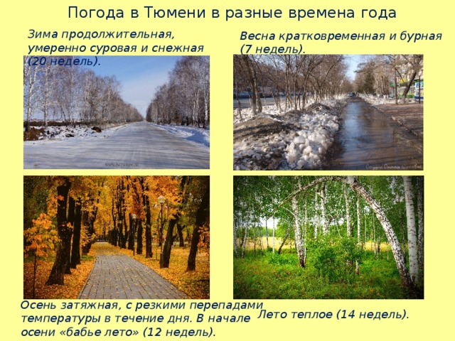 Погода в Тюмени в разные времена года Зима продолжительная, умеренно суровая и снежная (20 недель). Весна кратковременная и бурная (7 недель). Осень затяжная, с резкими перепадами температуры в течение дня. В начале осени «бабье лето» (12 недель). Лето теплое (14 недель). 