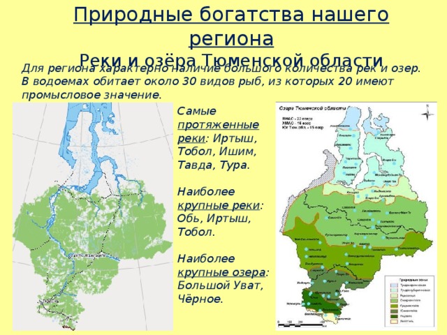 Природные богатства нашего региона Реки и озёра Тюменской области Для региона характерно наличие большого количества рек и озер. В водоемах обитает около 30 видов рыб, из которых 20 имеют промысловое значение. Самые протяженные реки : Иртыш, Тобол, Ишим, Тавда, Тура.  Наиболее крупные реки : Обь, Иртыш, Тобол.  Наиболее крупные озера : Большой Уват, Чёрное. 