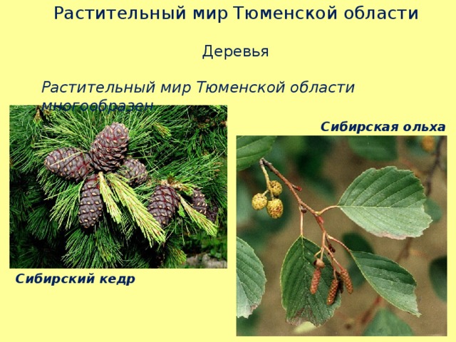 Растительный мир Тюменской области Деревья Растительный мир Тюменской области многообразен. Сибирская ольха Сибирский кедр 