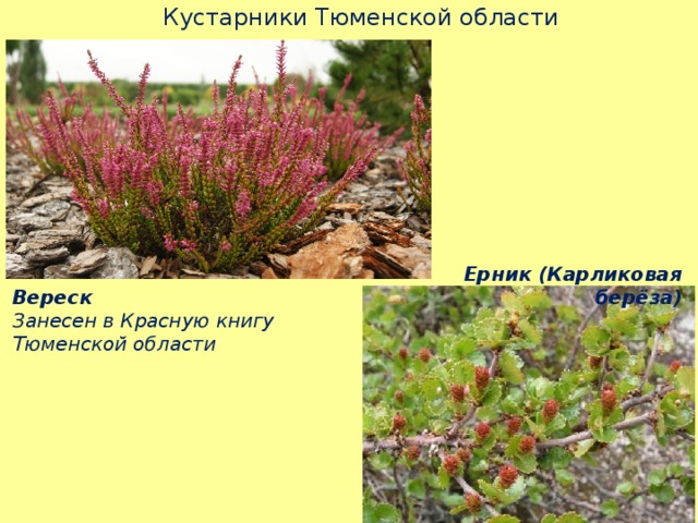 Кустарники Тюменской области Ерник (Карликовая берёза) Вереск Занесен в Красную книгу Тюменской области 
