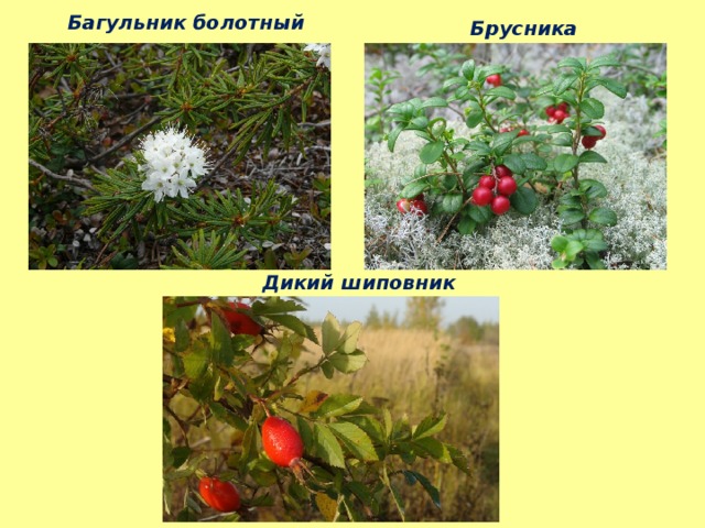 Багульник болотный Брусника Дикий шиповник 