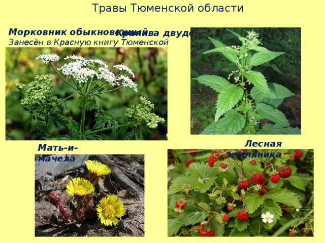 Травы Тюменской области  Крапива двудомная  Морковник обыкновенный Занесён в Красную книгу Тюменской области Лесная земляника Мать-и-мачеха 