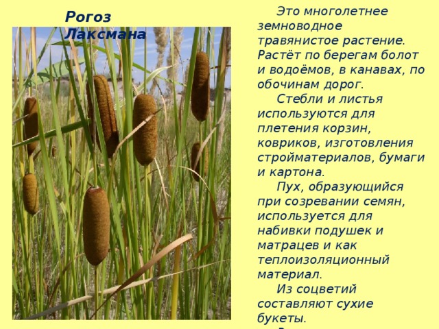  Это многолетнее земноводное травянистое растение. Растёт по берегам болот и водоёмов, в канавах, по обочинам дорог.  Стебли и листья используются для плетения корзин, ковриков, изготовления стройматериалов, бумаги и картона.  Пух, образующийся при созревании семян, используется для набивки подушек и матрацев и как теплоизоляционный материал.  Из соцветий составляют сухие букеты.  Растение занесено в Красную Книгу Тюменской области. Рогоз Лаксмана 