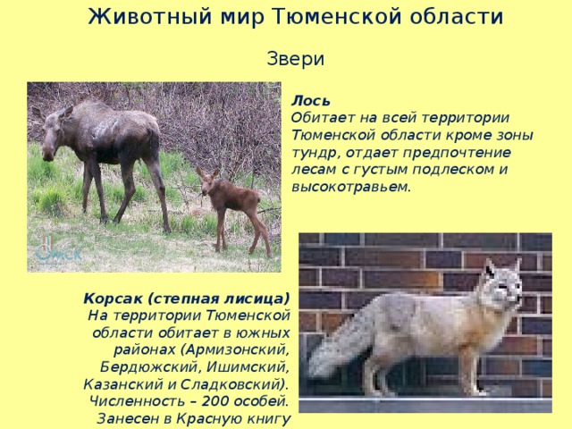 Животный мир Тюменской области Звери Лось Обитает на всей территории Тюменской области кроме зоны тундр, отдает предпочтение лесам с густым подлеском и высокотравьем. Корсак (степная лисица) На территории Тюменской области обитает в южных районах (Армизонский, Бердюжский, Ишимский, Казанский и Сладковский). Численность – 200 особей. Занесен в Красную книгу Тюменской области. 