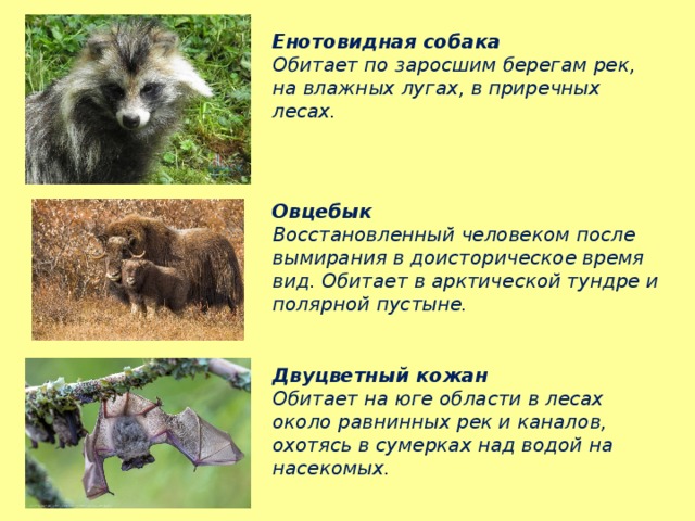 Енотовидная собака Обитает по заросшим берегам рек, на влажных лугах, в приречных лесах.  Овцебык Восстановленный человеком после вымирания в доисторическое время вид. Обитает в арктической тундре и полярной пустыне.  Двуцветный кожан Обитает на юге области в лесах около равнинных рек и каналов, охотясь в сумерках над водой на насекомых. 