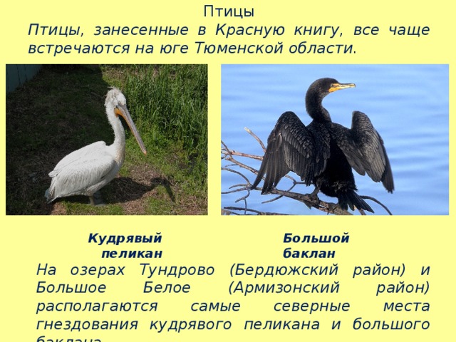 Птицы Птицы, занесенные в Красную книгу, все чаще встречаются на юге Тюменской области. Кудрявый пеликан Большой баклан На озерах Тундрово (Бердюжский район) и Большое Белое (Армизонский район) располагаются самые северные места гнездования кудрявого пеликана и большого баклана. 