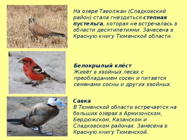 На озере Таволжан (Сладковский район) стала гнездиться степная пустельга , которая не встречалась в области десятилетиями. Занесена в Красную книгу Тюменской области.  Белокрылый клёст Живёт в хвойных лесах с преобладанием сосен и питается семенами сосны и других хвойных. Савка В Тюменской области встречается на больших озерах в Армизонском, Бердюжском, Казанском и Сладковском районах. Занесена в Красную книгу Тюменской. 