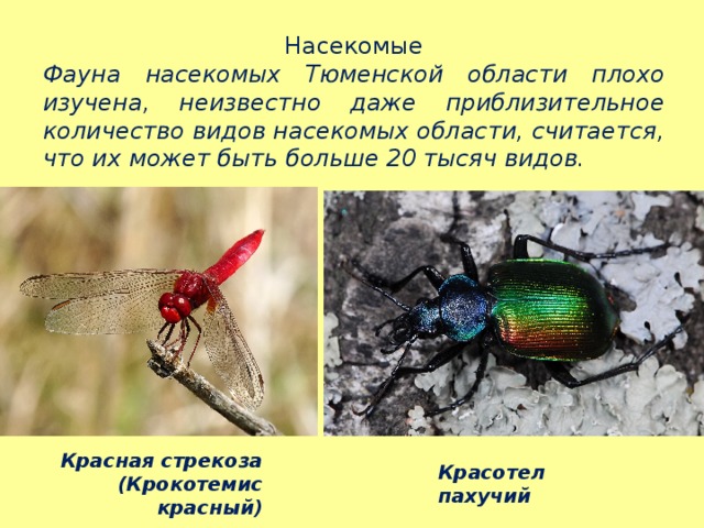 Насекомые Фауна насекомых Тюменской области плохо изучена, неизвестно даже приблизительное количество видов насекомых области, считается, что их может быть больше 20 тысяч видов. Красная стрекоза (Крокотемис красный) Красотел пахучий 