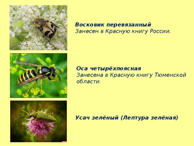 Восковик перевязанный Занесен в Красную книгу России. Оса четырёхпоясная Занесена в Красную книгу Тюменской области. Усач зелёный (Лептура зелёная) 