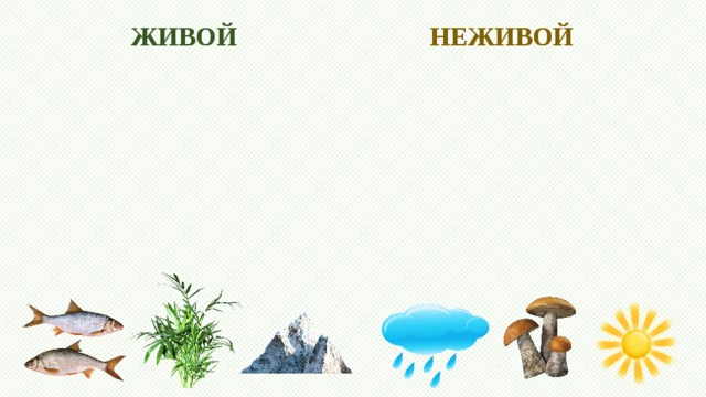 ЖИВОЙ НЕЖИВОЙ 