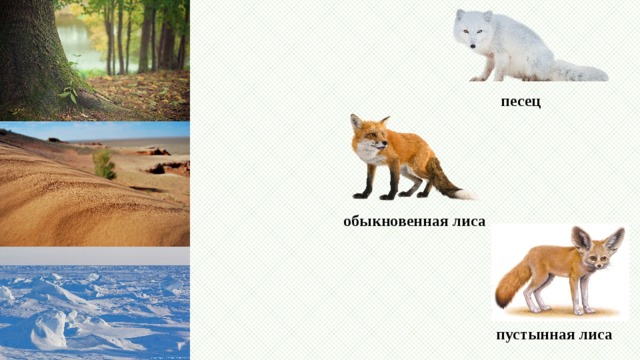 песец обыкновенная лиса пустынная лиса 