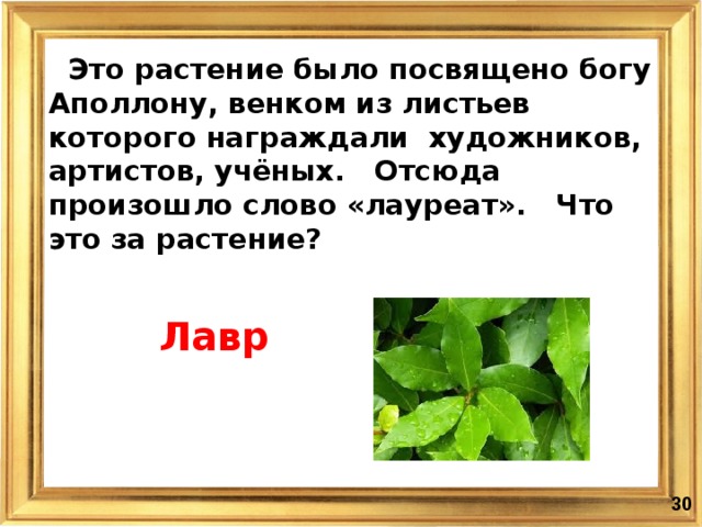 Это растение было посвящено богу Аполлону, венком из листьев которого награждали художников, артистов, учёных. Отсюда произошло слово «лауреат». Что это за растение? Лавр