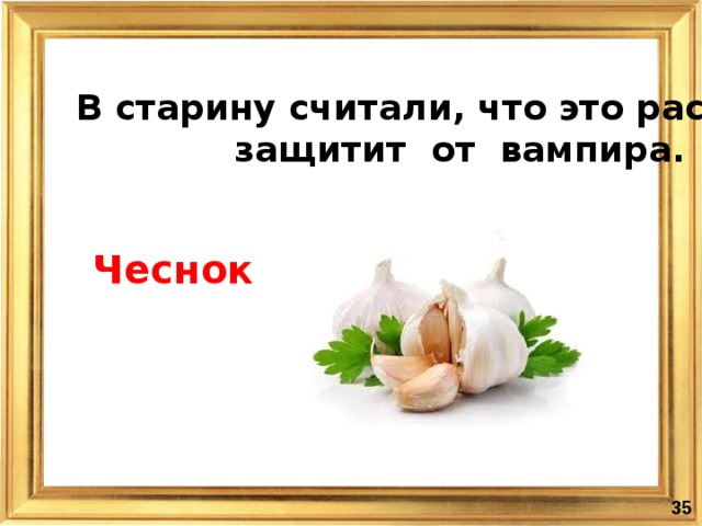 В старину считали, что это растение  защитит от вампира.  Чеснок
