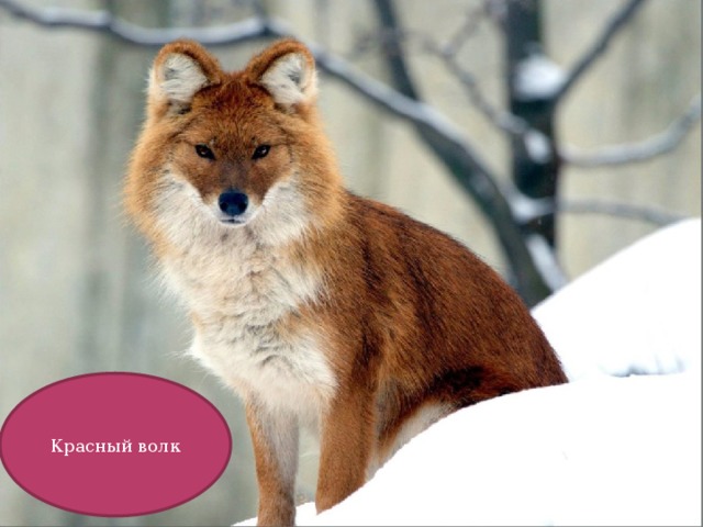 Красный волк 