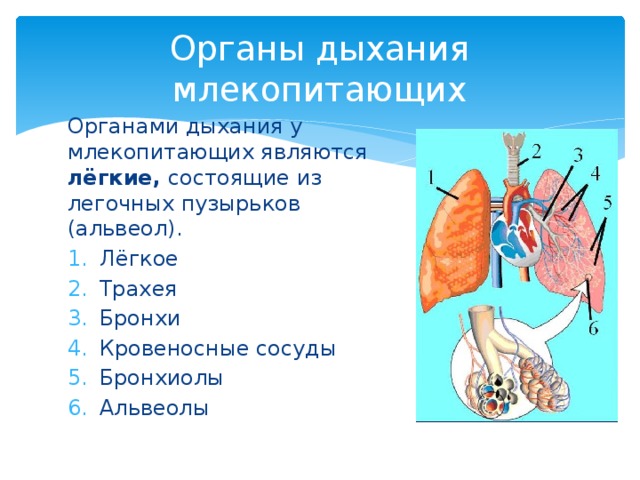Органы дыхания млекопитающих Органами дыхания у млекопитающих являются лёгкие, состоящие из легочных пузырьков (альвеол). Лёгкое Трахея Бронхи Кровеносные сосуды Бронхиолы Альвеолы 