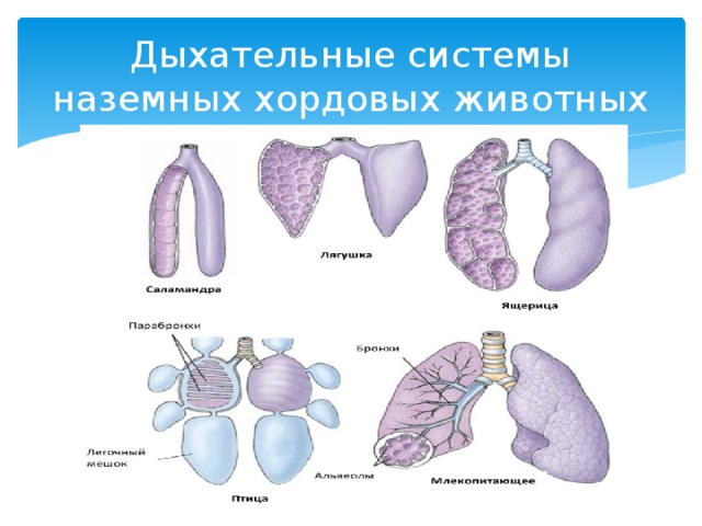 Дыхательные системы наземных хордовых животных 