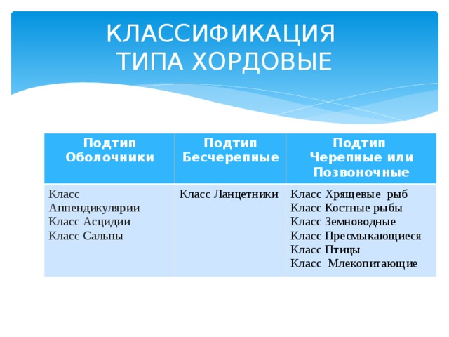 КЛАССИФИКАЦИЯ  ТИПА ХОРДОВЫЕ Подтип Подтип Бесчерепные Оболочники Класс Аппендикулярии Класс Асцидии   Класс Ланцетники Класс Сальпы Подтип Черепные или Позвоночные Класс Хрящевые рыб Класс Костные рыбы Класс Земноводные Класс Пресмыкающиеся Класс Птицы Класс Млекопитающие 