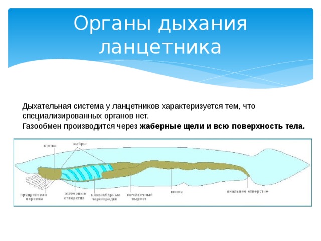 Органы дыхания ланцетника Дыхательная система у ланцетников характеризуется тем, что специализированных органов нет.  Газообмен производится через жаберные щели и всю поверхность тела. 