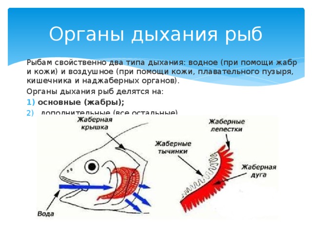 Органы дыхания рыб Рыбам свойственно два типа дыхания: водное (при помощи жабр и кожи) и воздушное (при помощи кожи, плавательного пузыря, кишечника и наджаберных органов). Органы дыхания рыб делятся на: основные (жабры);  дополнительные (все остальные). 
