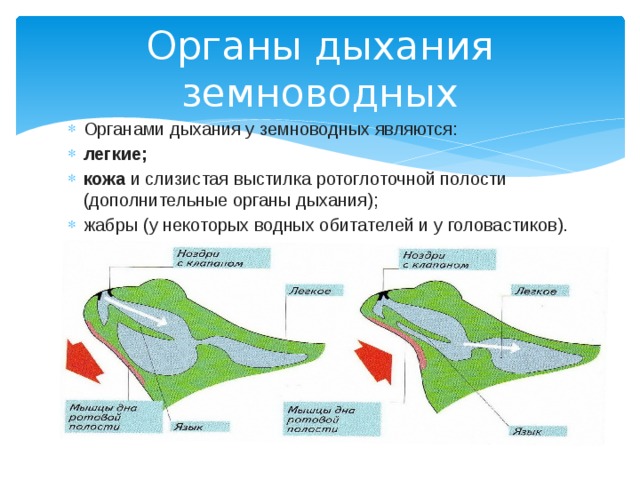 Органы дыхания земноводных Органами дыхания у земноводных являются: легкие; кожа и слизистая выстилка ротоглоточной полости (дополнительные органы дыхания); жабры (у некоторых водных обитателей и у головастиков). 