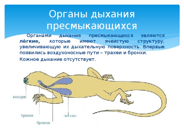 Органы дыхания пресмыкающихся  Органами дыхания пресмыкающихся являются лёгкие, которые имеют ячеистую структуру, увеличивающую их дыхательную поверхность. Впервые появились воздухоносные пути – трахеи и бронхи. Кожное дыхание отсутствует. 