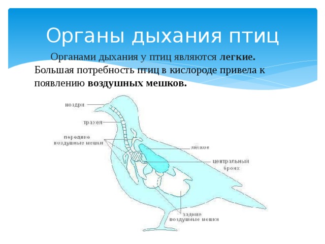 Органы дыхания птиц  Органами дыхания у птиц являются легкие. Большая потребность птиц в кислороде привела к появлению воздушных мешков. 