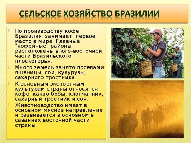 По производству кофе Бразилия занимает первое место в мире. Главные 