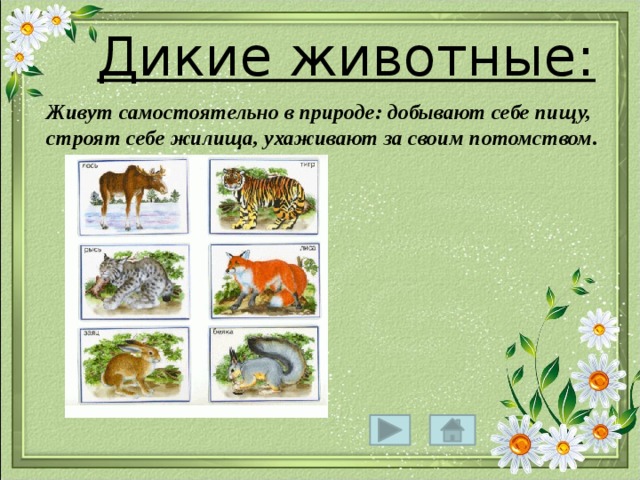  Дикие животные:  Живут самостоятельно в природе: добывают себе пищу, строят себе жилища, ухаживают за своим потомством. 