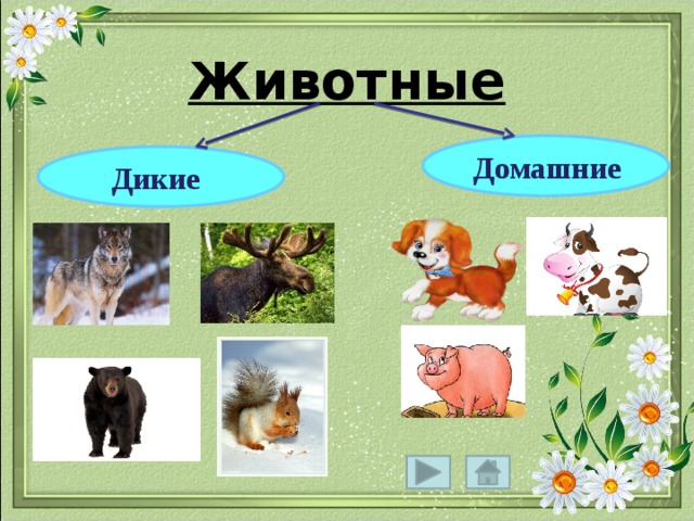 Животные  Домашние  Дикие 