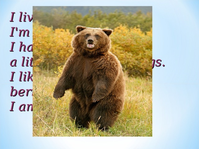 I live in the woods. I'm very big and furry. I have a big nose, a little tail and four legs. I like to eat fish and berries. I am a... 