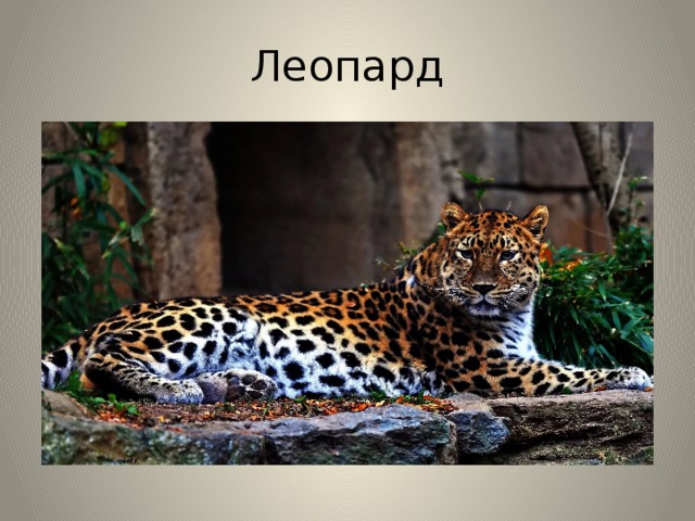 Леопард 