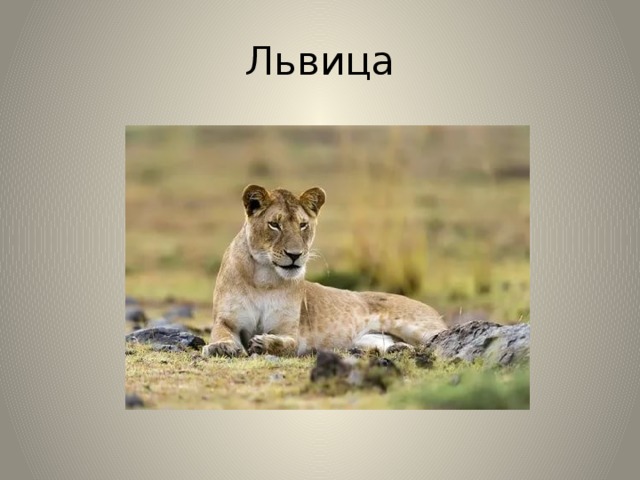 Львица 